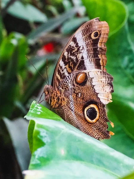 Close-up van een vlinder caligo atreus op een blad — Stockfoto