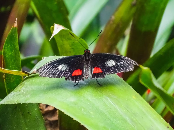 Close-up van een vlinder arcas parides op een blad — Stockfoto