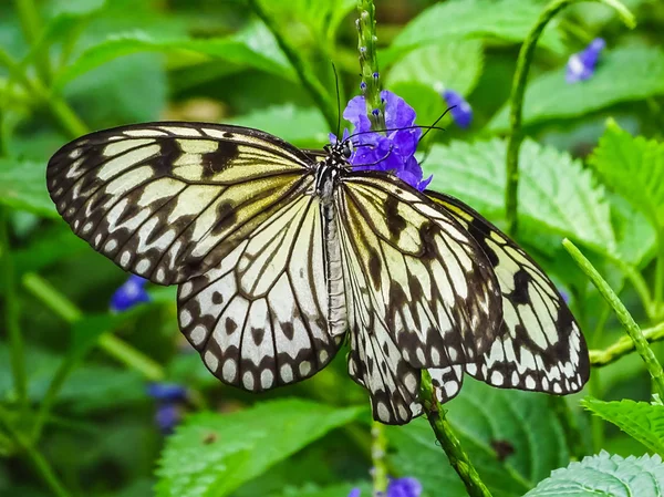 Closeup de um papagaio de papel ou ninfa de árvore branca borboleta — Fotografia de Stock