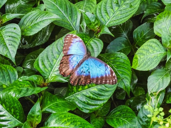 Uma bela borboleta azul morpho senta-se em uma folha — Fotografia de Stock