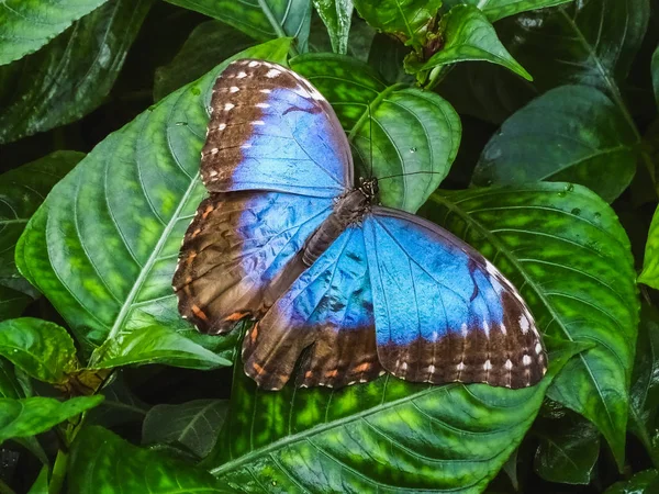 Uma bela borboleta azul morpho senta-se em uma folha — Fotografia de Stock