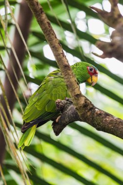 Bir ağaç üzerinde ışık yeşil papağan closeup portresi