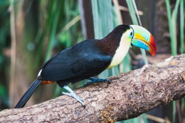 Güzel ve renkli omurga closeup toucan fatura