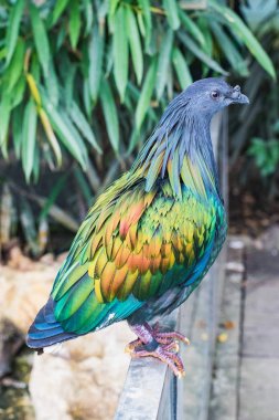 Güzel ve renkli nicobar pigeon kuş closeup