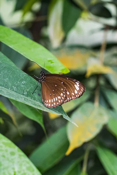 Ortak bir karga kelebek üzerindeki yeşil yaprak closeup — Stok fotoğraf
