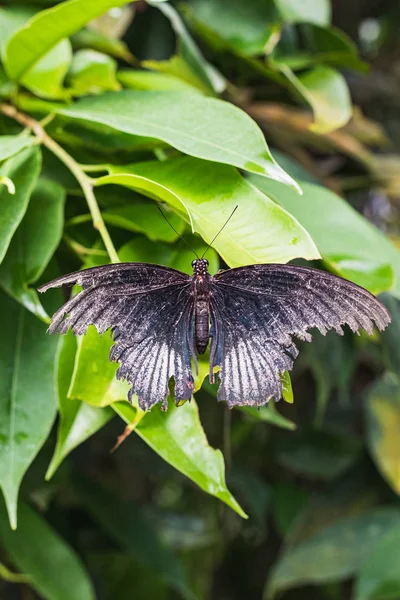 Close-up van een stervende papilio memnon vlinder op een blad — Stockfoto
