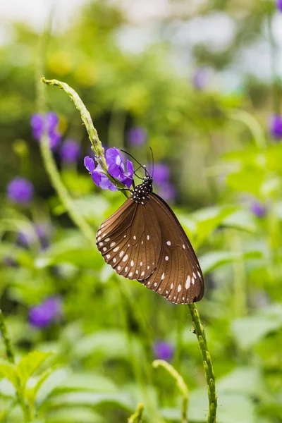 Closeup of a common crow butterfly on a green leaf — Stock Photo, Image