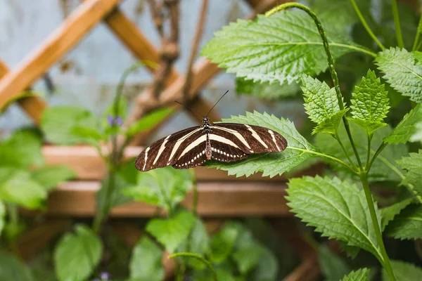 緑の葉にゼブラ longwing 蝶のクローズ アップ — ストック写真