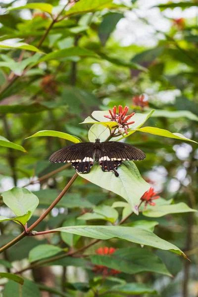 Bir yaprak bir papilio ö kelebeği closeup — Stok fotoğraf