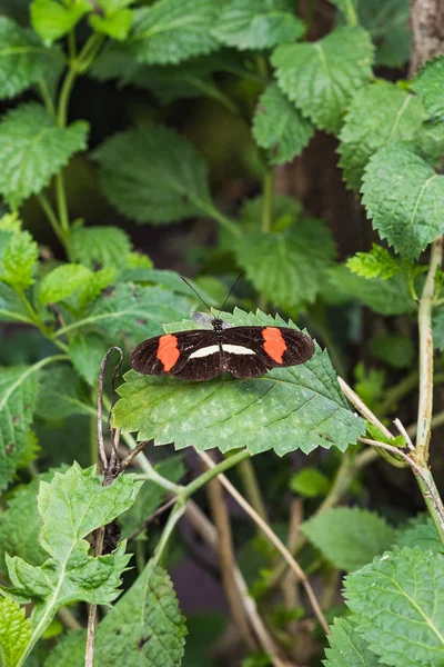 Nahaufnahme eines Heliconius melpomene-Schmetterlings auf einem Blatt — Stockfoto