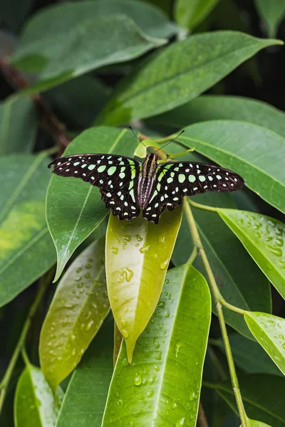 Fechar de uma borboleta de gaio de rabo ou graphium agamemnon em uma lea — Fotografia de Stock