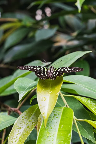 Bir kuyruklu jay kelebek veya graphium closeup agamemnon bir lea üzerinde — Stok fotoğraf