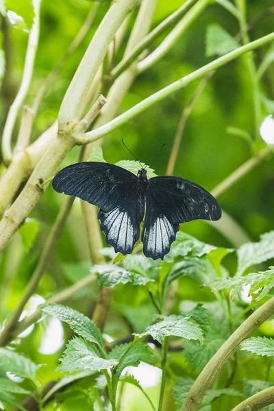 Close-up van een vlinder papilio memnon op een blad — Stockfoto