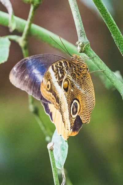 Nahaufnahme eines Caligo atreus Schmetterlings auf einem Blatt — Stockfoto