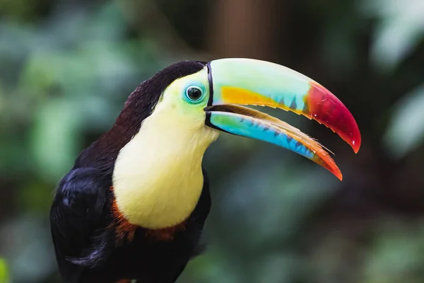 Güzel ve renkli omurga closeup toucan fatura — Stok fotoğraf