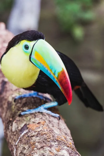 Fechar-se de um bonito e colorido quilha faturado tucano — Fotografia de Stock