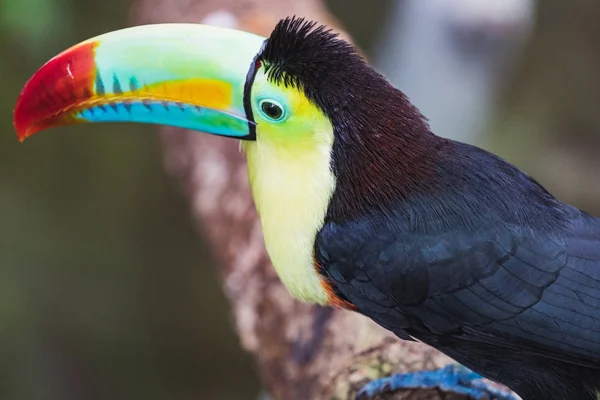 Κοντινό πλάνο του μια όμορφη και πολύχρωμη καρίνα τιμολογείται toucan — Φωτογραφία Αρχείου