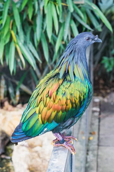 Closeup de um belo e colorido nicobar pombo pássaro — Fotografia de Stock