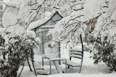 Bir kış gününde bulanık Bower arka plan ile karlı bir ağaç Brunch