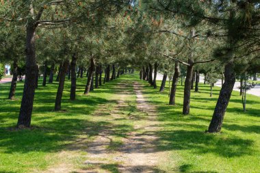 Çam ağaç avenue