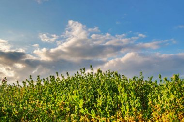 çayır ve mavi bulutlu gökyüzü