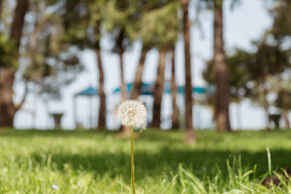 Одуванчик на празднике
