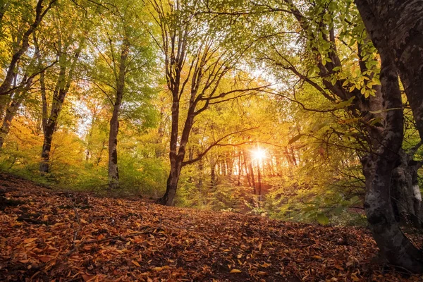 Autumn forest landscape — Stock Photo, Image