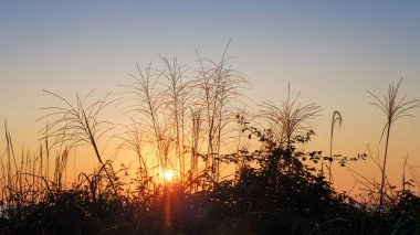 Sahilde gün batımı bitkilerin arasında