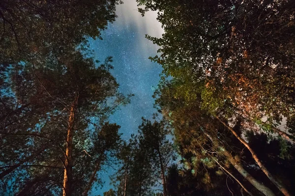 Floresta à noite com fundo azul céu estrelado — Fotografia de Stock