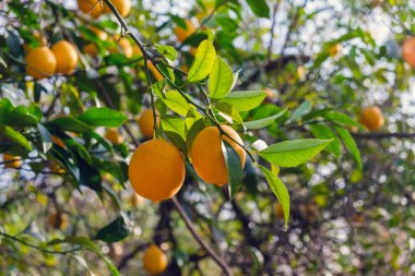 Limon ağacı dalları