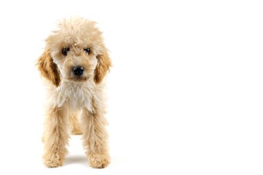 Beyaz arka planda bej bir kaniş köpeği