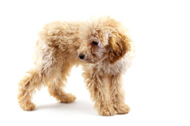 Beyaz arka planda bej bir kaniş köpeği