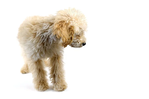 Perro caniche beige sobre fondo blanco — Foto de Stock
