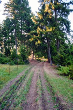 Ormanda çamurlu bir yol.