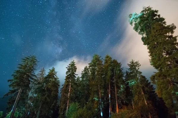 Scena nocy lasu — Zdjęcie stockowe