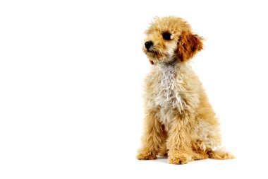 Beyaz arka planda bej bir kaniş köpeği