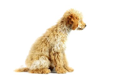 Beyaz arka planda bej bir kaniş köpeği