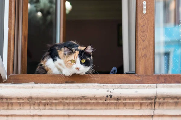 Eine Katze schaut aus dem Fenster — Stockfoto