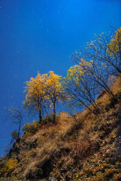 Dwa żółte drzewa z niebieskim nocnym tle gwiazdy — Zdjęcie stockowe
