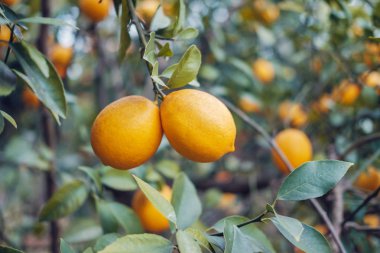 Limon ağacı dalları