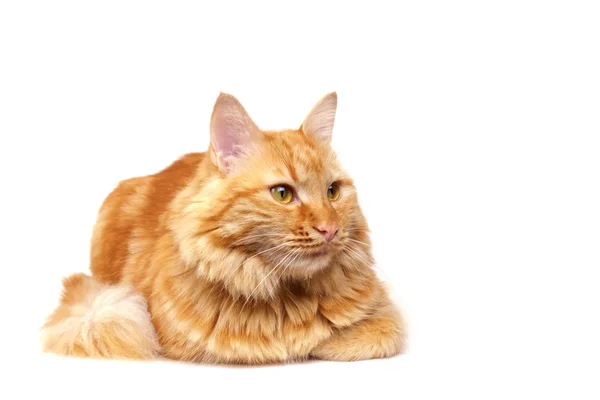 Ginger gato olhando para um ponto — Fotografia de Stock