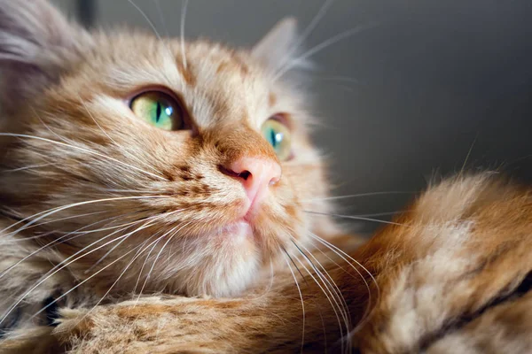 Vista de cerca de ojos verdes jengibre gato —  Fotos de Stock