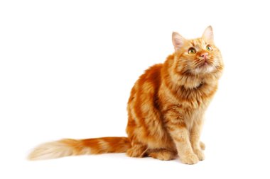 Kızıl kedi oturuyor ve yukarı bakıyor