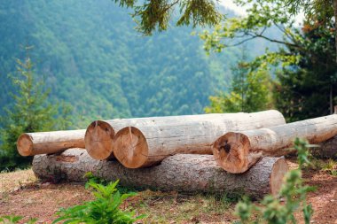 Ormanda kesilmiş ve yığılmış ladin Günlükleri