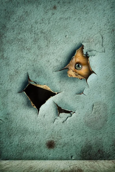 Gattino zenzero sta guardando attraverso il buco del muro grunge — Foto Stock