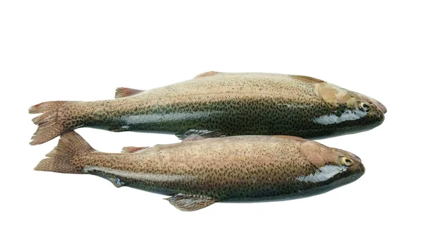 Two raw rainbow trout fish — Stock Photo, Image