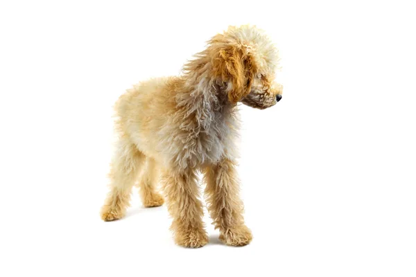 Perro caniche beige sobre fondo blanco — Foto de Stock
