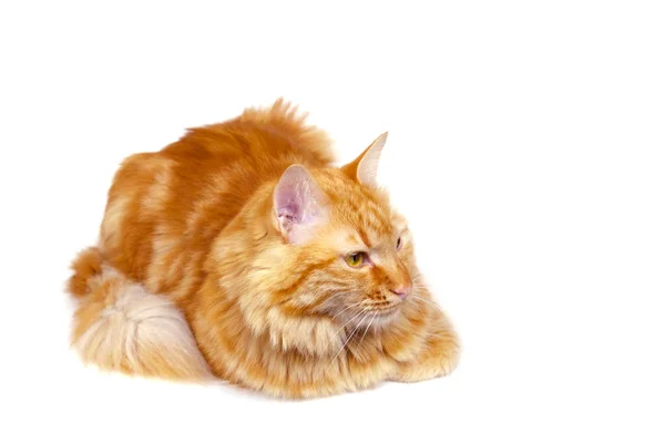 Ginger gato olhando para um ponto — Fotografia de Stock