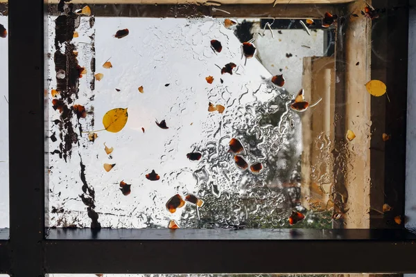 Folhas quebradas no teto de vidro molhado — Fotografia de Stock