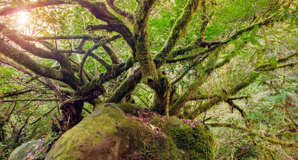 Árvore velha com ramos espalhados cobertos com musgo nos inimigos — Fotografia de Stock